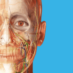 Human Anatomy Atlas premium full apk indir 0
